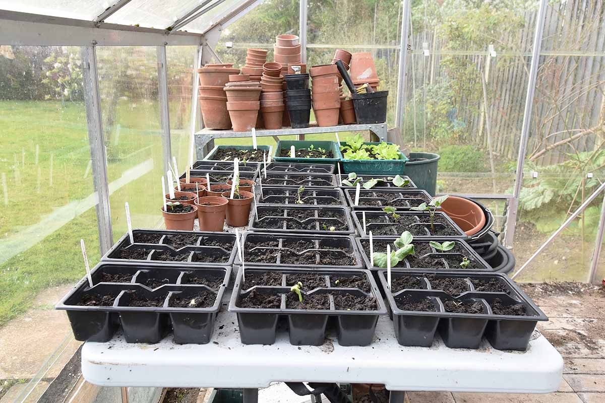 Greenhouse Supplies Pots Buy Garden Pots And Containers | RHS Plants